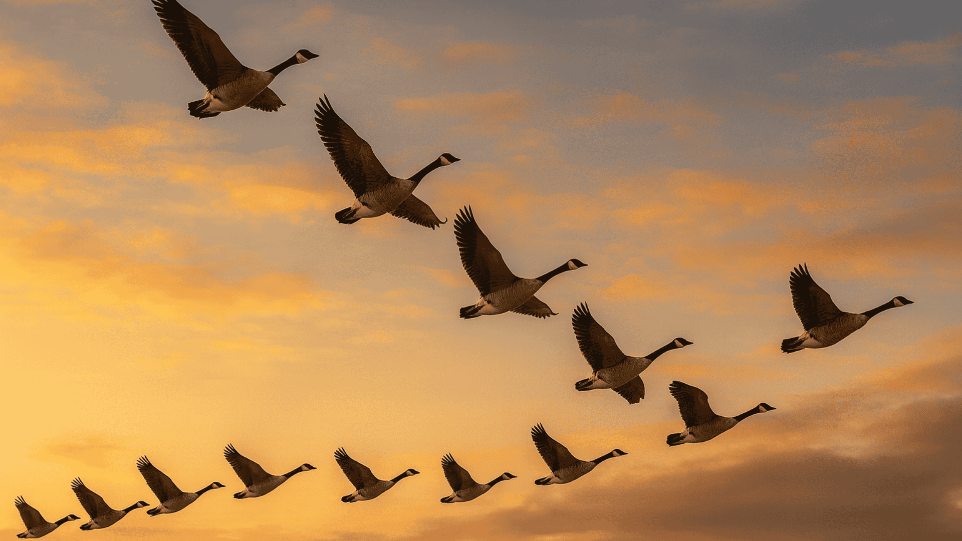 Birds flying in V-formation at sunset